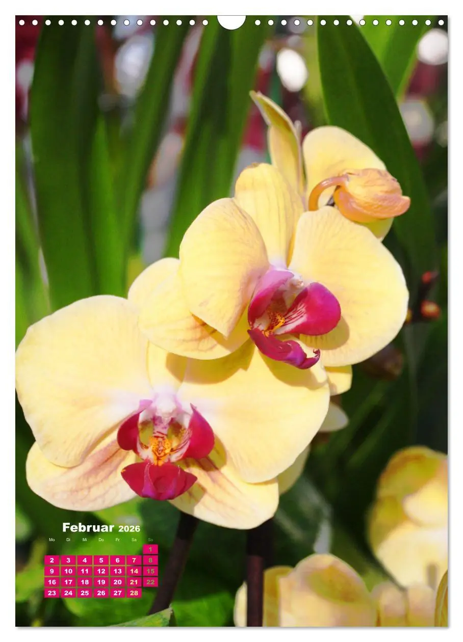 Bild: 9783516354065 | Orchideenschätze (Wandkalender 2026 DIN A3 hoch), CALVENDO...