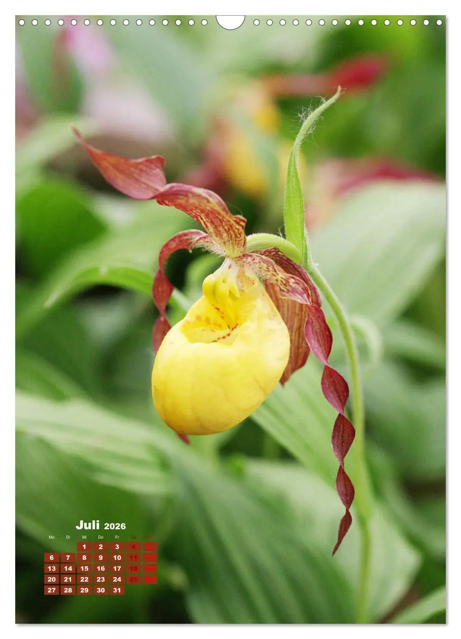 Bild: 9783516354065 | Orchideenschätze (Wandkalender 2026 DIN A3 hoch), CALVENDO...