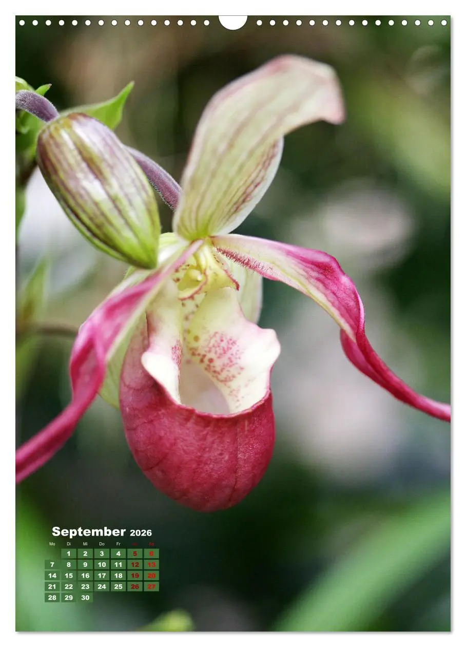 Bild: 9783516354065 | Orchideenschätze (Wandkalender 2026 DIN A3 hoch), CALVENDO...