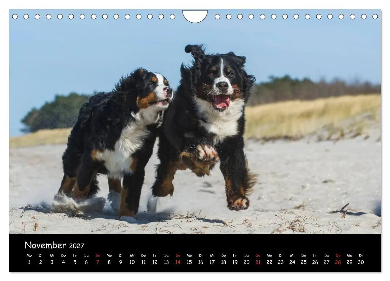 Bild: 9783594184165 | Berner Sennenhund 2027 (Wandkalender 2027 DIN A4 quer), CALVENDO...
