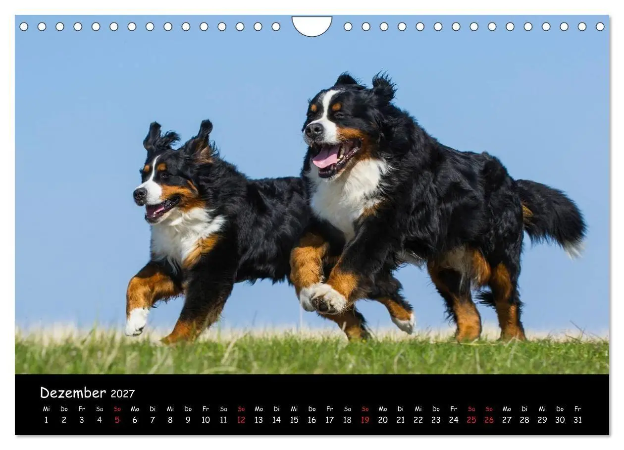 Bild: 9783594184165 | Berner Sennenhund 2027 (Wandkalender 2027 DIN A4 quer), CALVENDO...