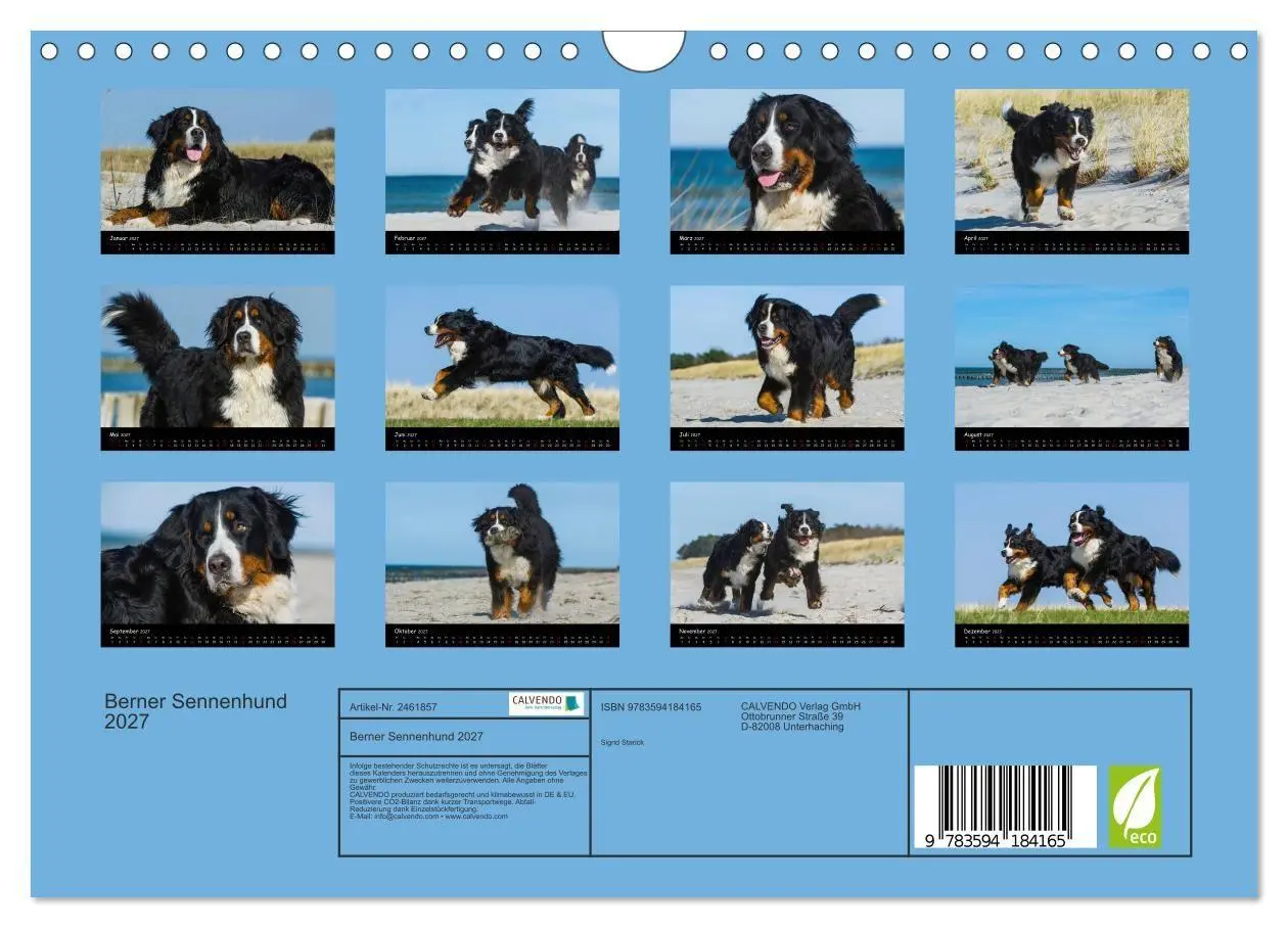Bild: 9783594184165 | Berner Sennenhund 2027 (Wandkalender 2027 DIN A4 quer), CALVENDO...
