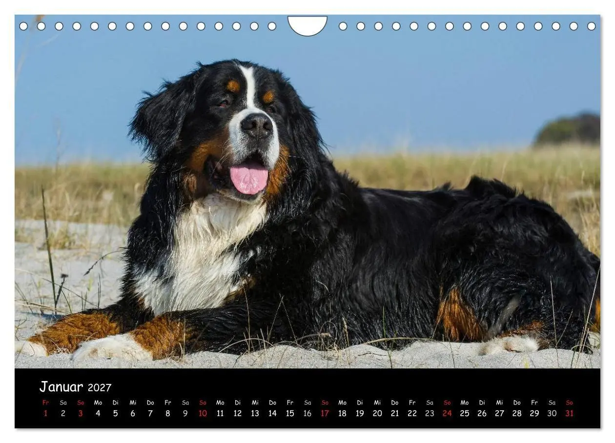 Bild: 9783594184165 | Berner Sennenhund 2027 (Wandkalender 2027 DIN A4 quer), CALVENDO...