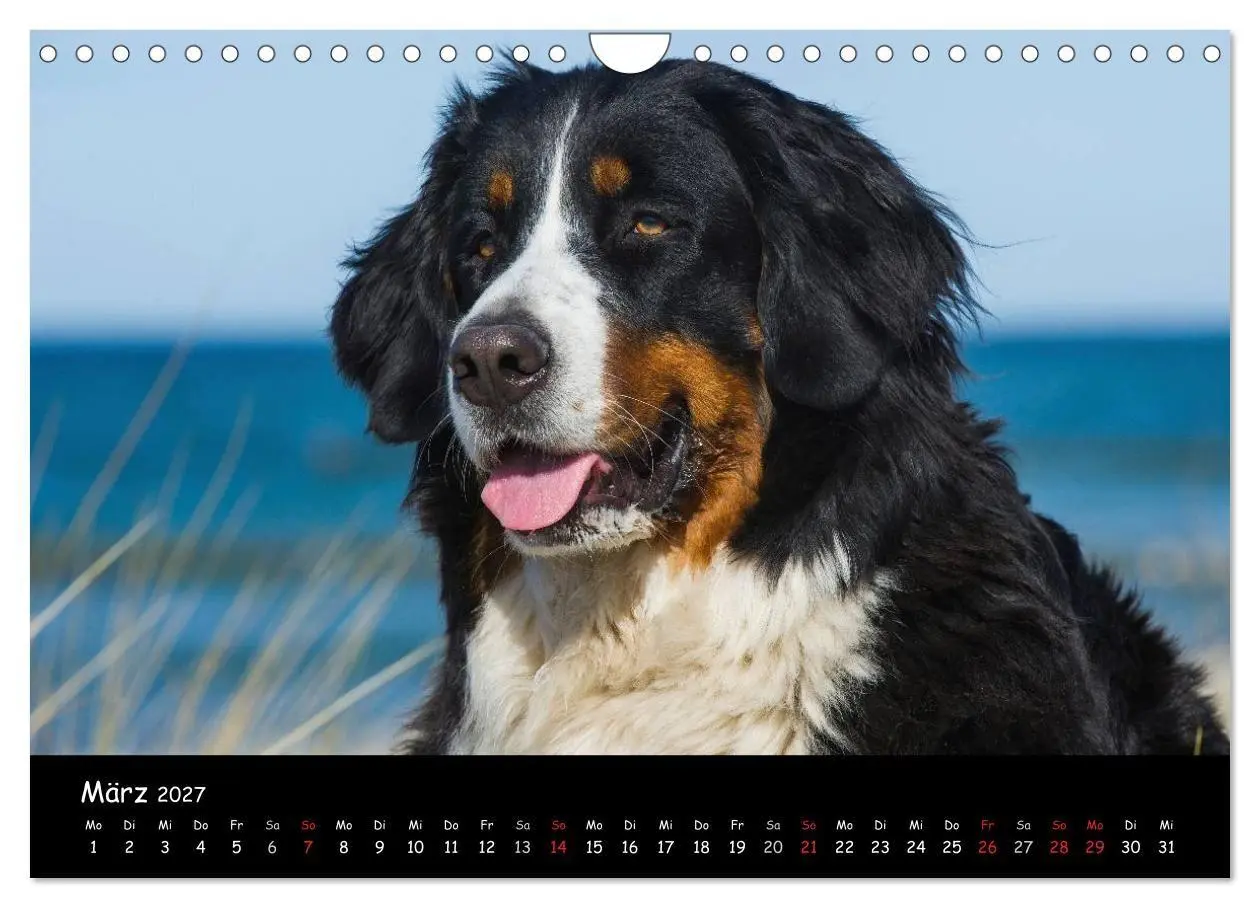 Bild: 9783594184165 | Berner Sennenhund 2027 (Wandkalender 2027 DIN A4 quer), CALVENDO...