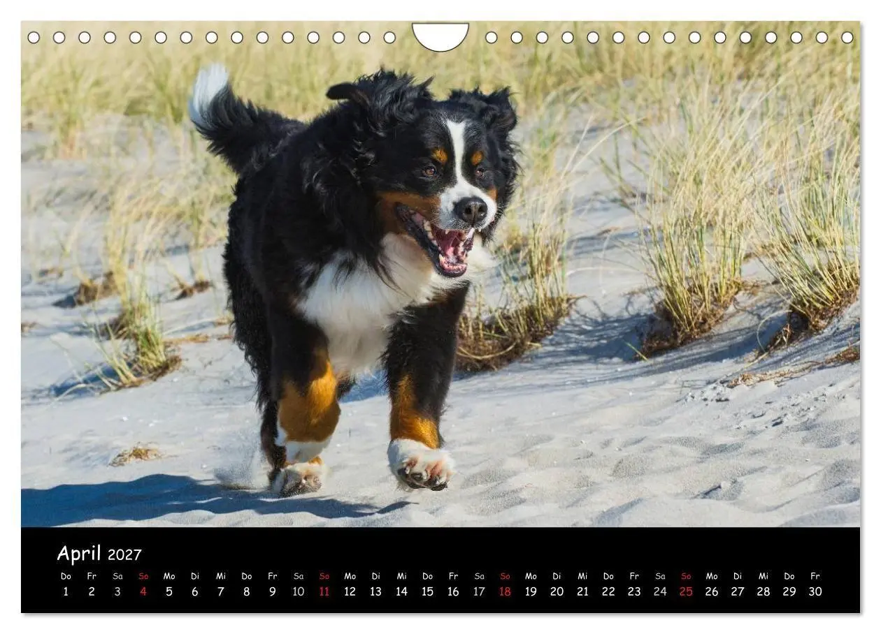 Bild: 9783594184165 | Berner Sennenhund 2027 (Wandkalender 2027 DIN A4 quer), CALVENDO...