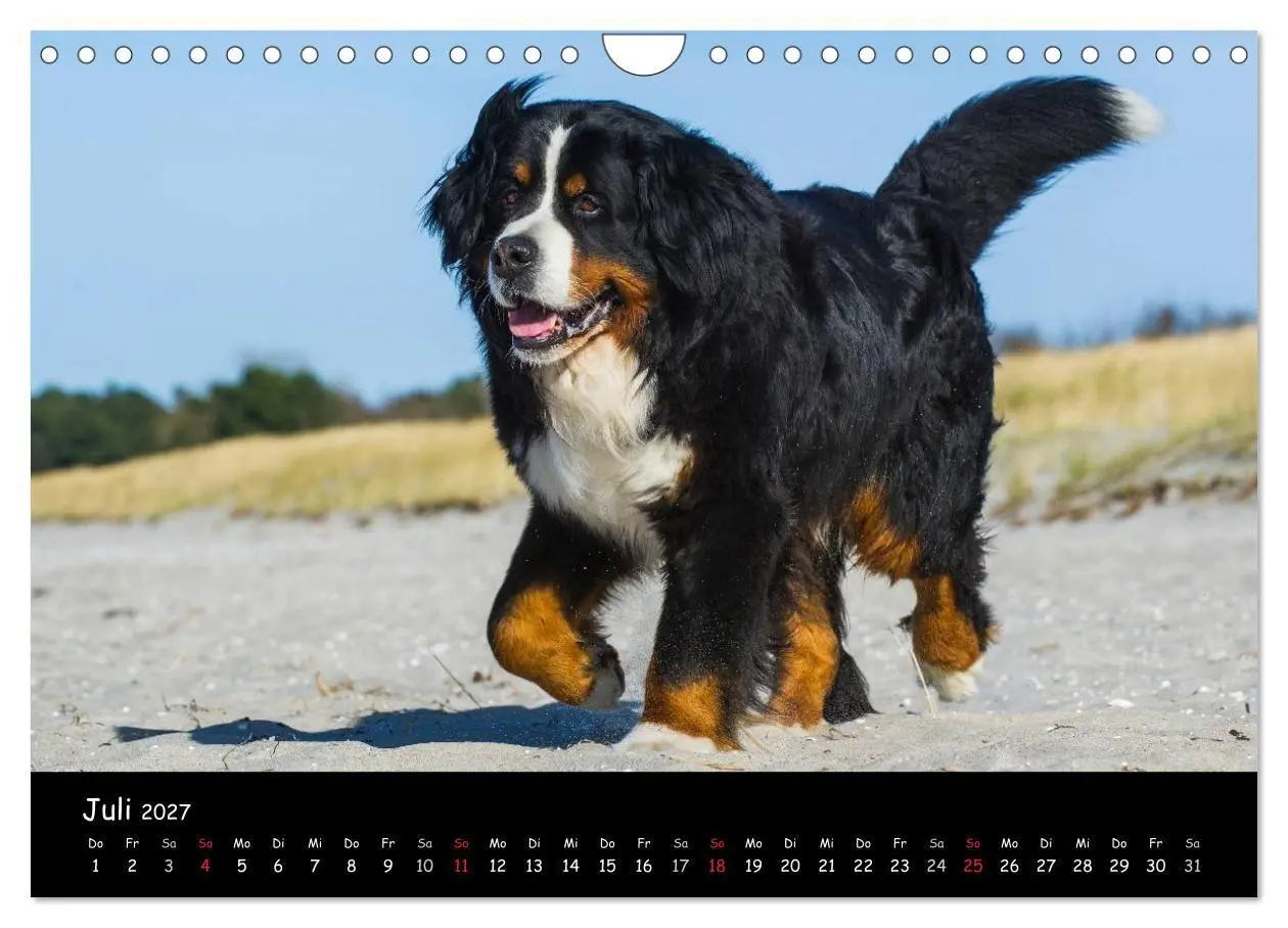 Bild: 9783594184165 | Berner Sennenhund 2027 (Wandkalender 2027 DIN A4 quer), CALVENDO...