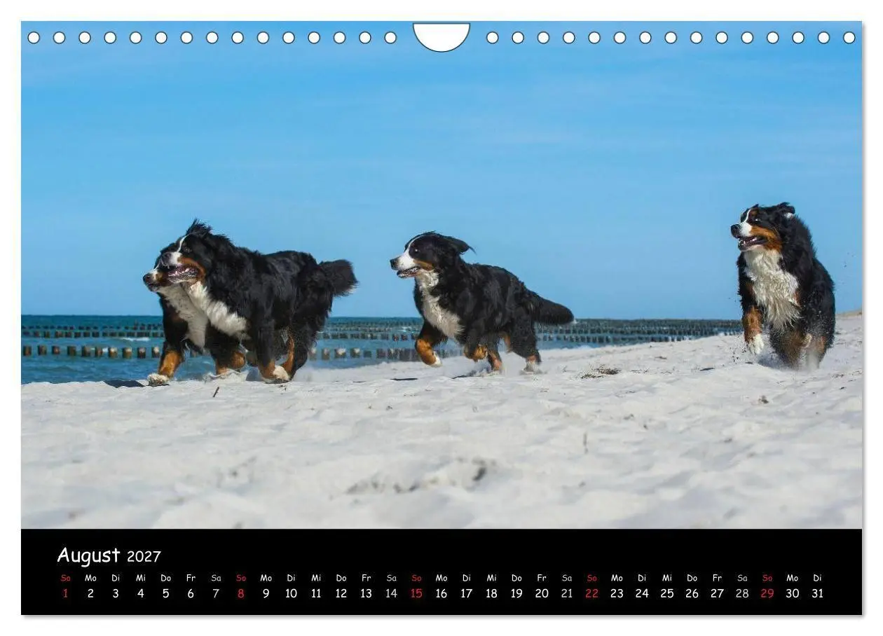 Bild: 9783594184165 | Berner Sennenhund 2027 (Wandkalender 2027 DIN A4 quer), CALVENDO...