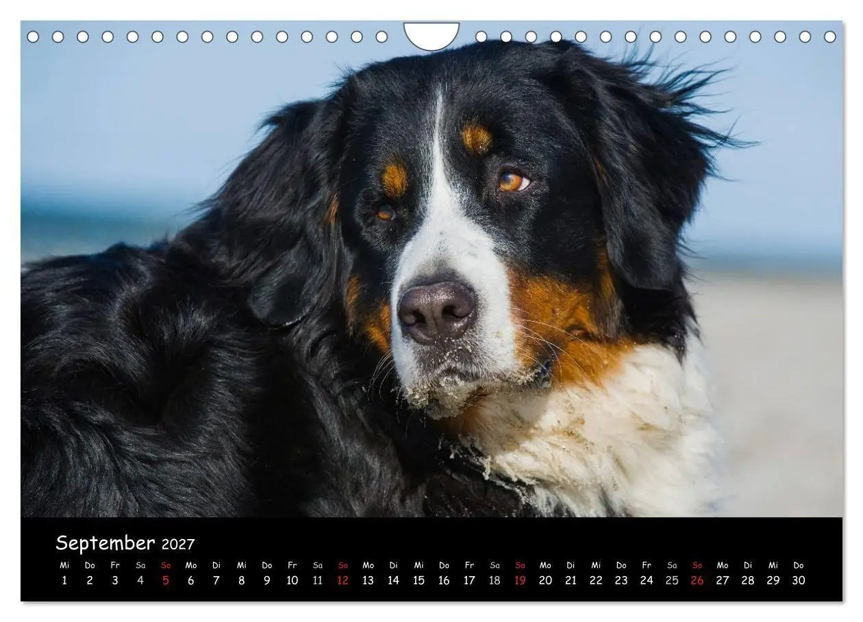 Bild: 9783594184165 | Berner Sennenhund 2027 (Wandkalender 2027 DIN A4 quer), CALVENDO...