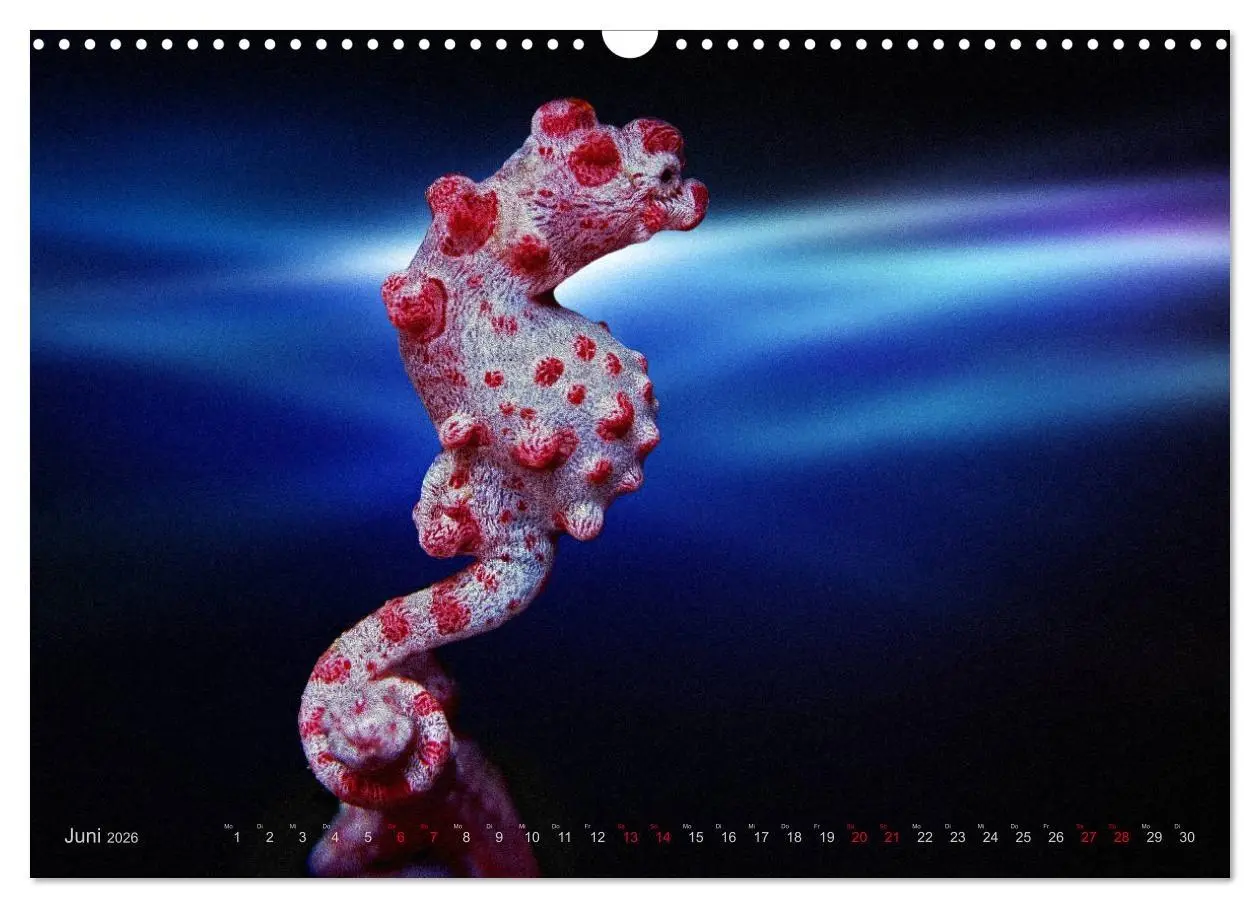 Bild: 9783457864265 | Artwork Unterwasser - Erlebnis Tauchen (Wandkalender 2026 DIN A3...