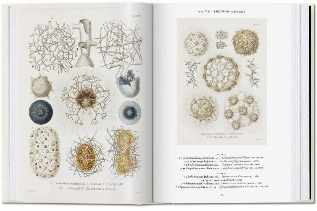 Bild: 9783836584265 | Ernst Haeckel. Kunst und Wissenschaft. 40th Ed. | Julia Voss (u. a.)