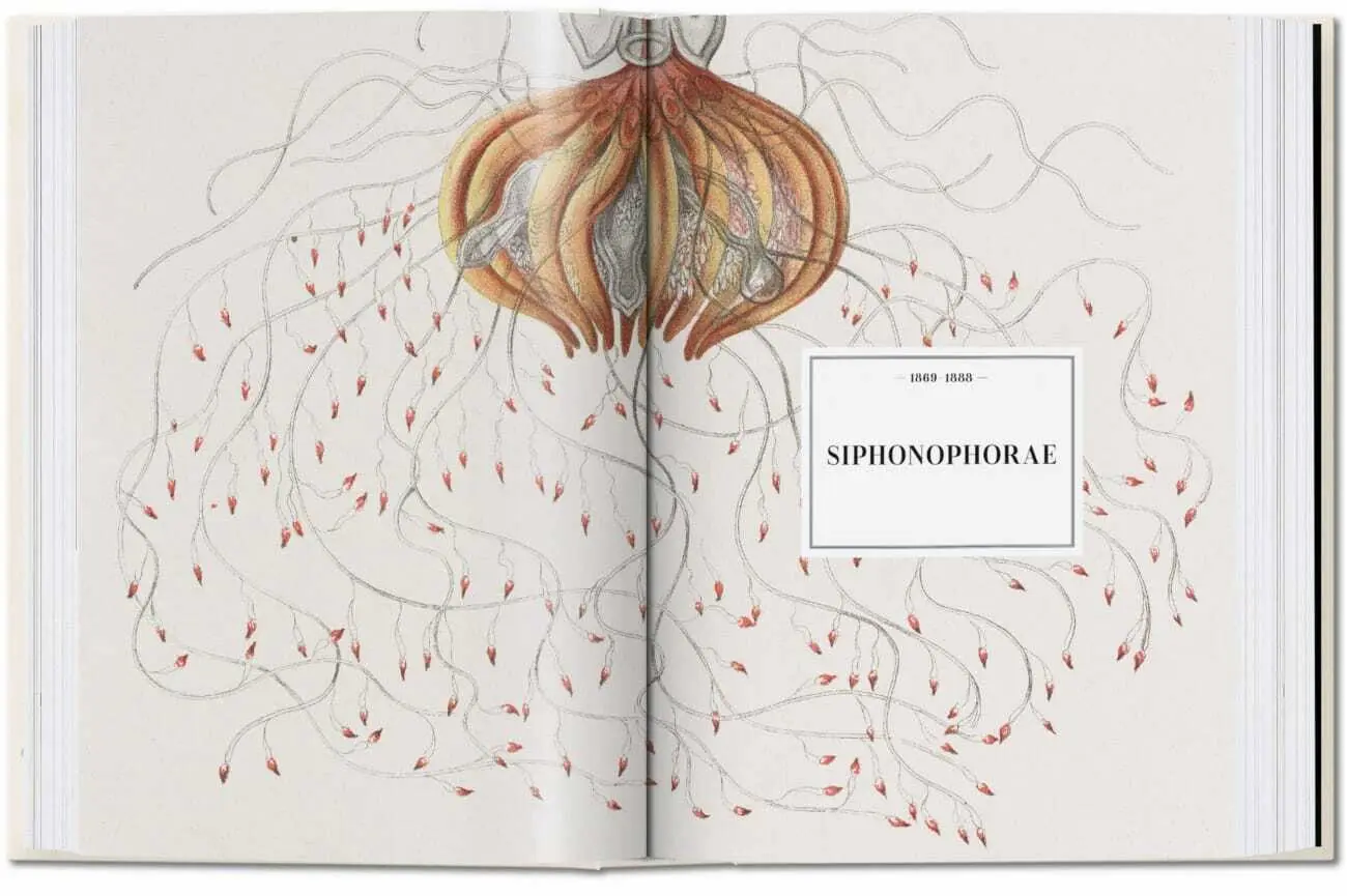 Bild: 9783836584265 | Ernst Haeckel. Kunst und Wissenschaft. 40th Ed. | Julia Voss (u. a.)
