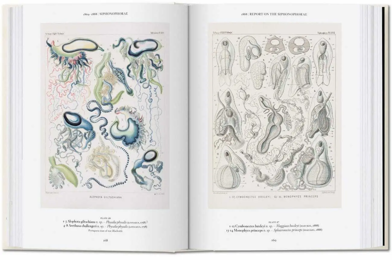 Bild: 9783836584265 | Ernst Haeckel. Kunst und Wissenschaft. 40th Ed. | Julia Voss (u. a.)