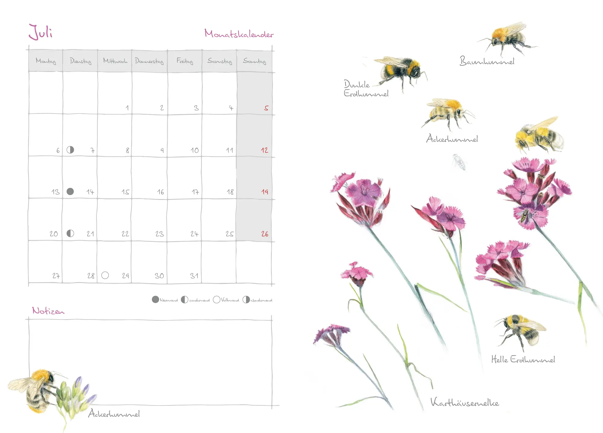 Bild: 9783895664465 | Mein Naturkalender 2026 | Naturillustrationen von Christopher Schmidt