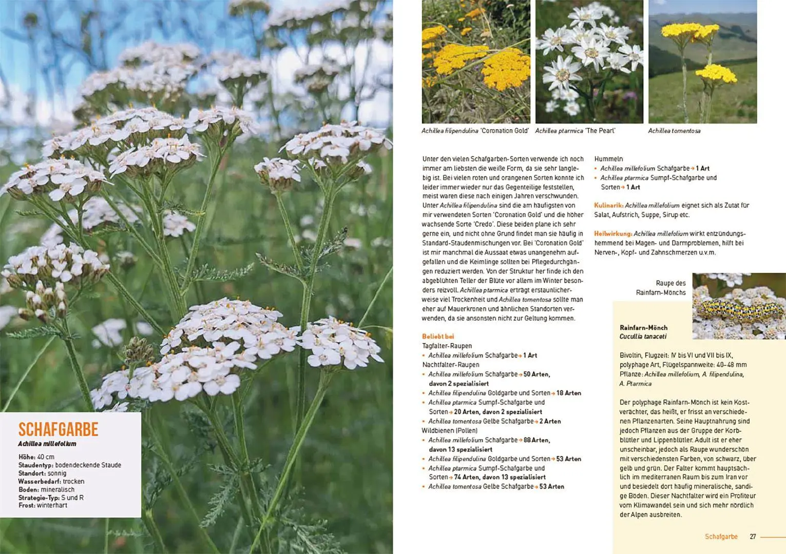 Bild: 9783258084565 | Klimastarke Stauden | Joachim Kugler | Taschenbuch | 168 S. | Deutsch