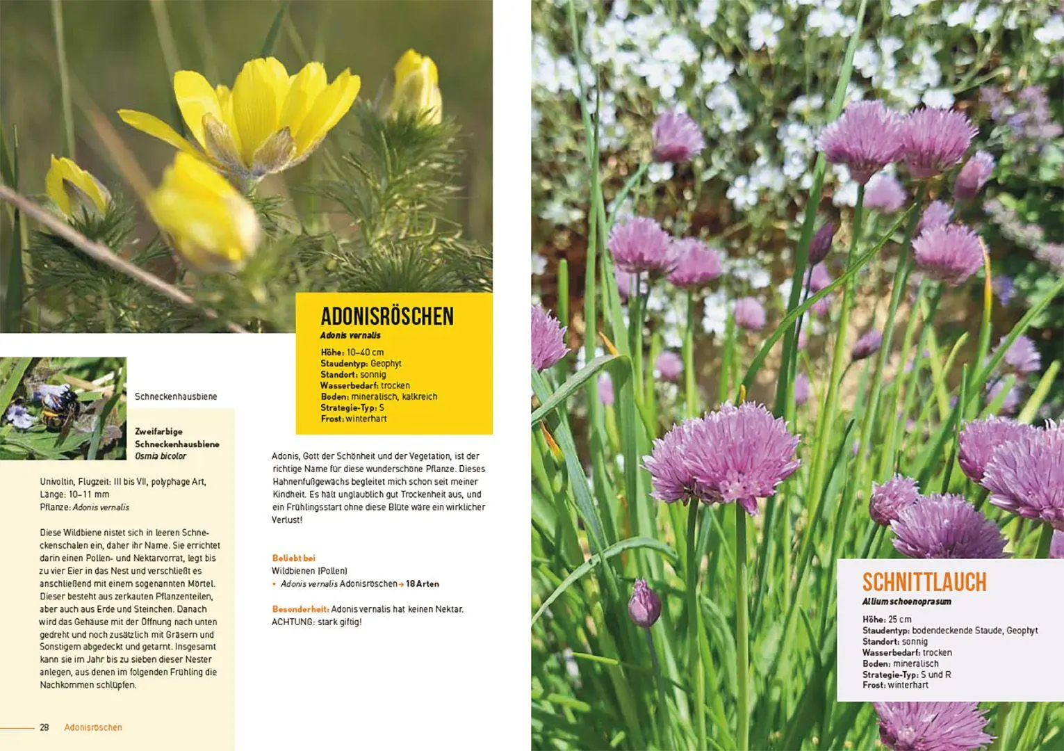 Bild: 9783258084565 | Klimastarke Stauden | Joachim Kugler | Taschenbuch | 168 S. | Deutsch
