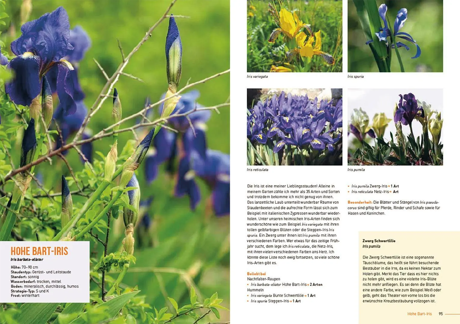 Bild: 9783258084565 | Klimastarke Stauden | Joachim Kugler | Taschenbuch | 168 S. | Deutsch