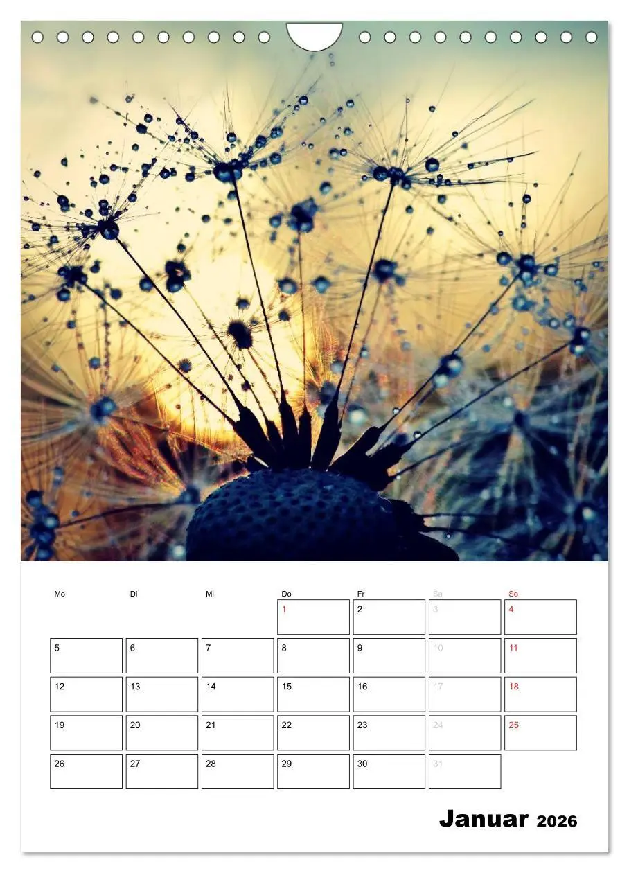 Bild: 9783516474565 | Pusteblumentraum - Dreams of Dandelion (Wandkalender 2026 DIN A4...