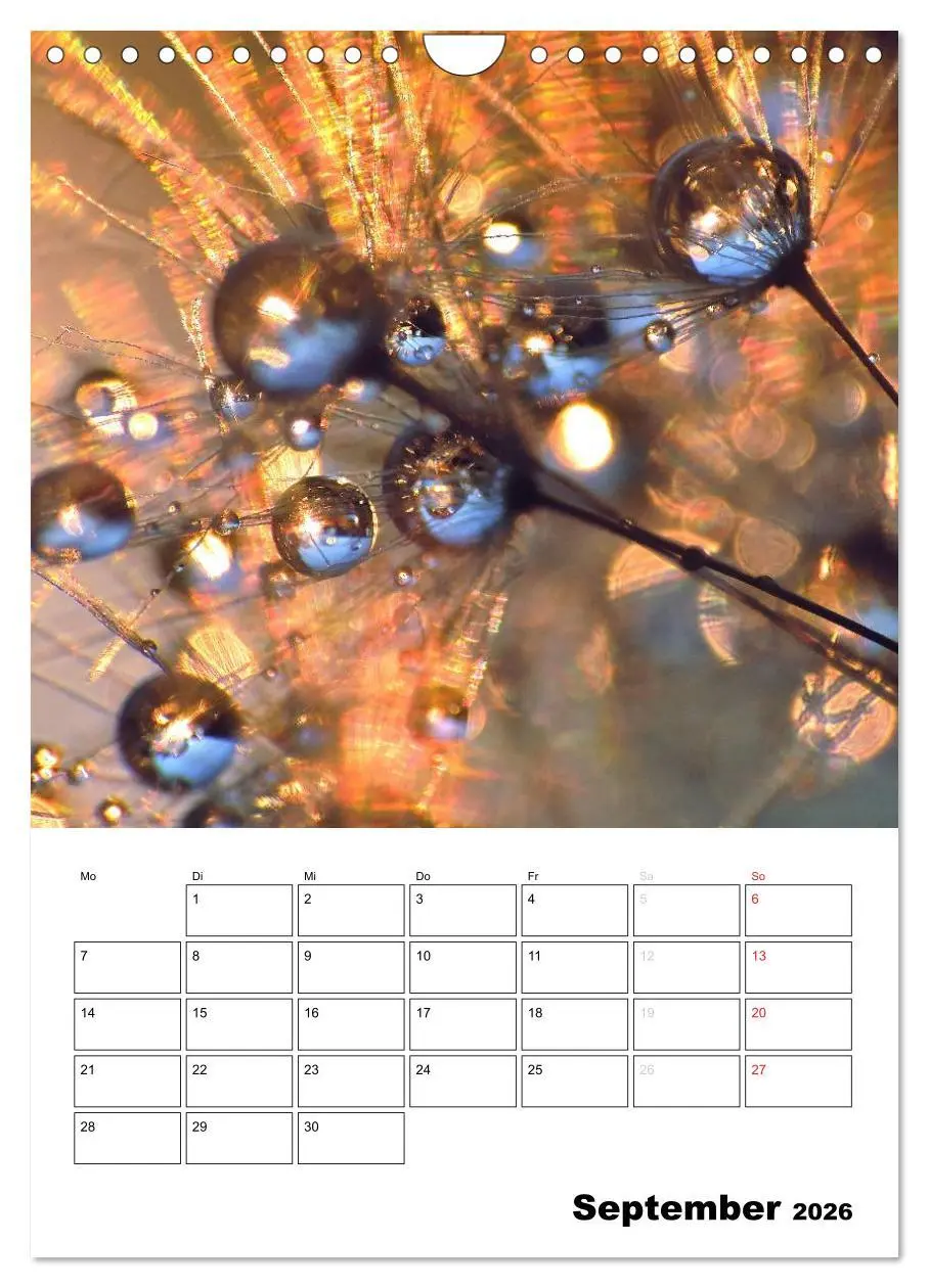 Bild: 9783516474565 | Pusteblumentraum - Dreams of Dandelion (Wandkalender 2026 DIN A4...