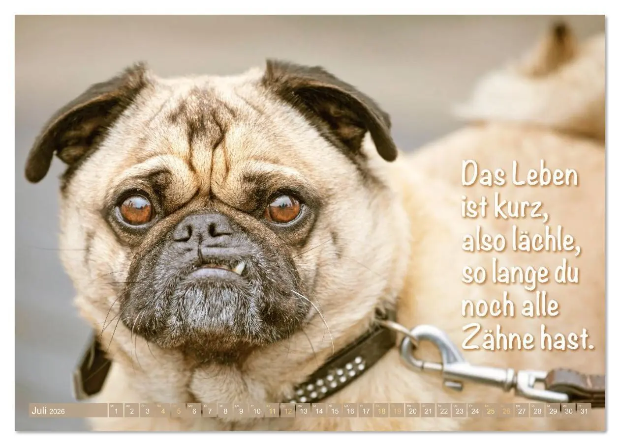 Bild: 9783516614565 | Lächeln mit Mops (hochwertiger Premium Wandkalender 2026 DIN A2...