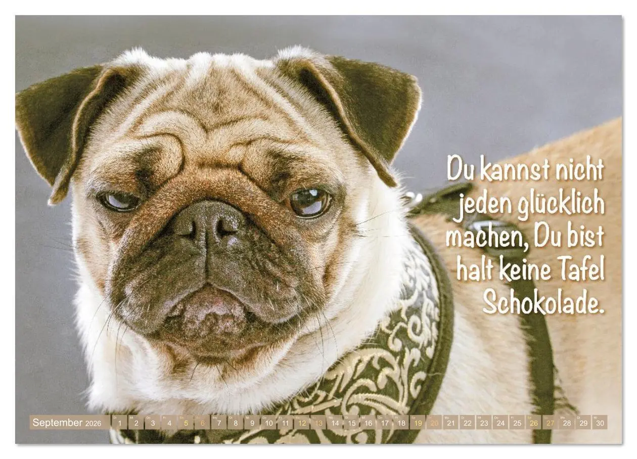 Bild: 9783516614565 | Lächeln mit Mops (hochwertiger Premium Wandkalender 2026 DIN A2...
