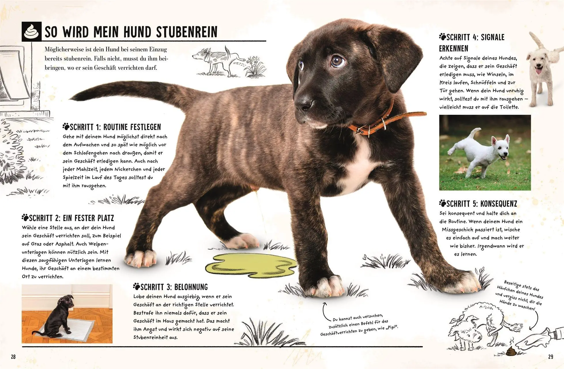 Bild: 9783831054565 | Mein Hund | Jess French | Buch | 56 S. | Deutsch | 2026