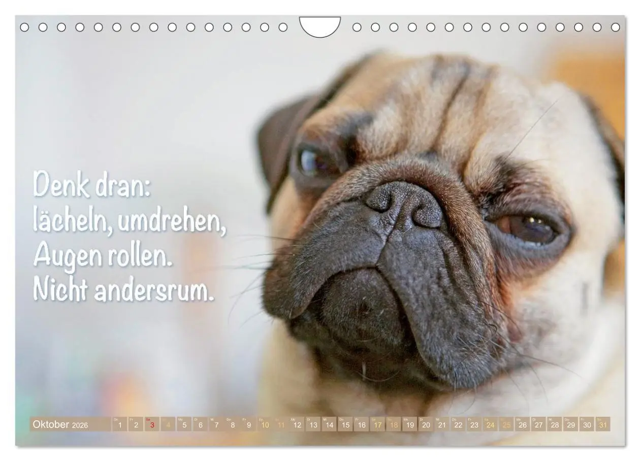 Bild: 9783516604665 | Mopsala: Vom Glück, ein Mops zu sein (Wandkalender 2026 DIN A4...