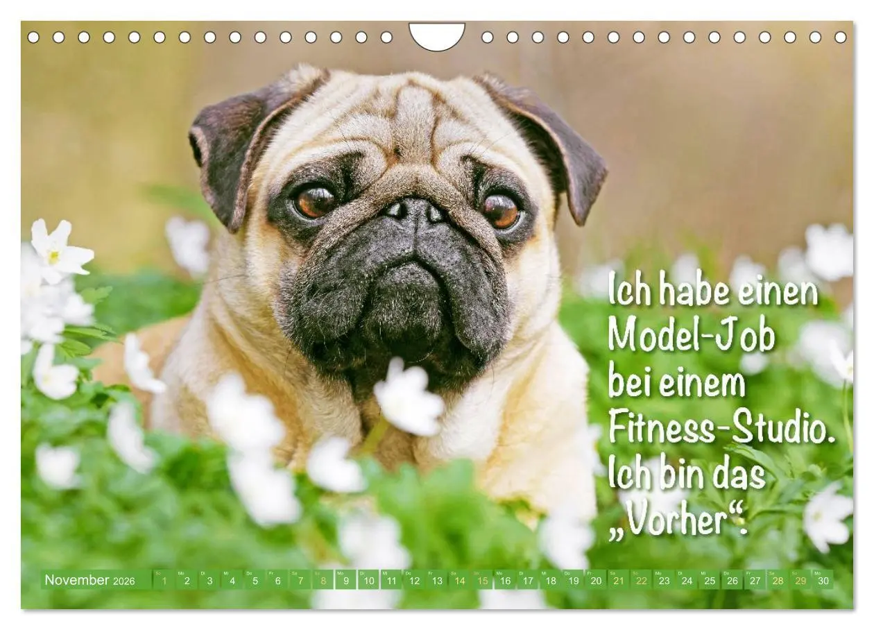 Bild: 9783516604665 | Mopsala: Vom Glück, ein Mops zu sein (Wandkalender 2026 DIN A4...
