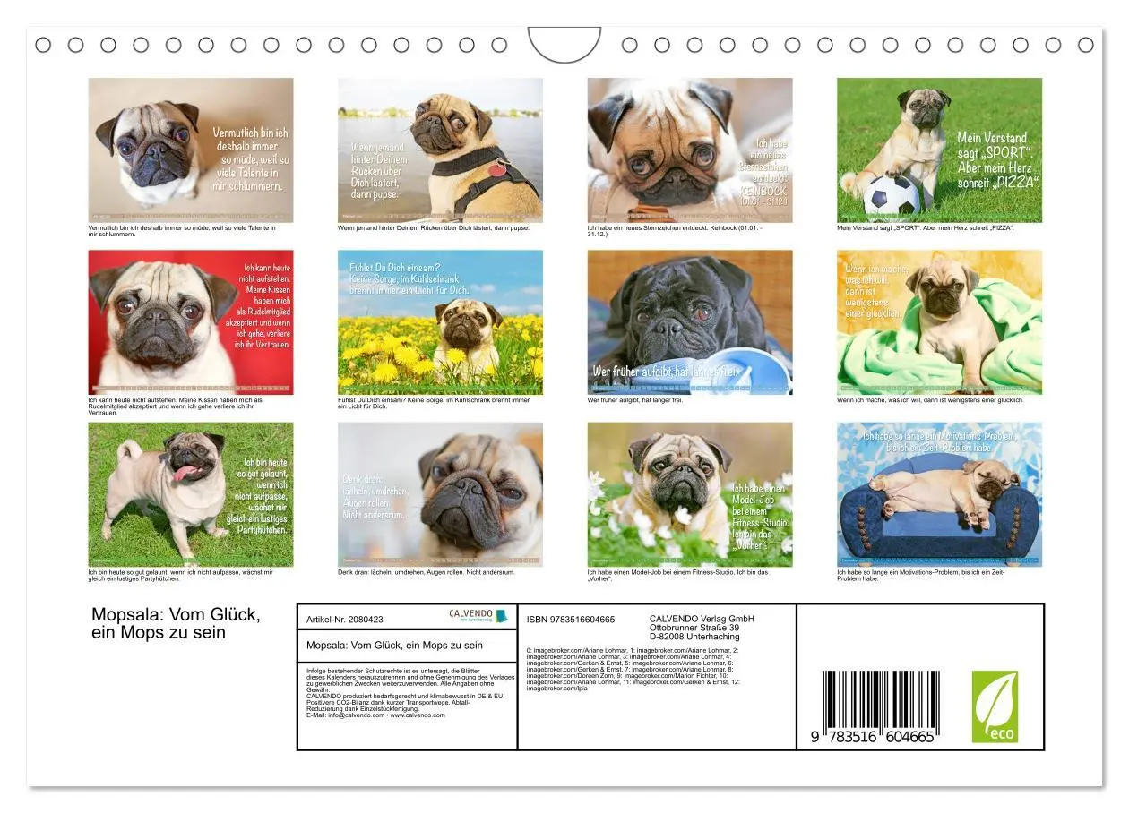 Bild: 9783516604665 | Mopsala: Vom Glück, ein Mops zu sein (Wandkalender 2026 DIN A4...