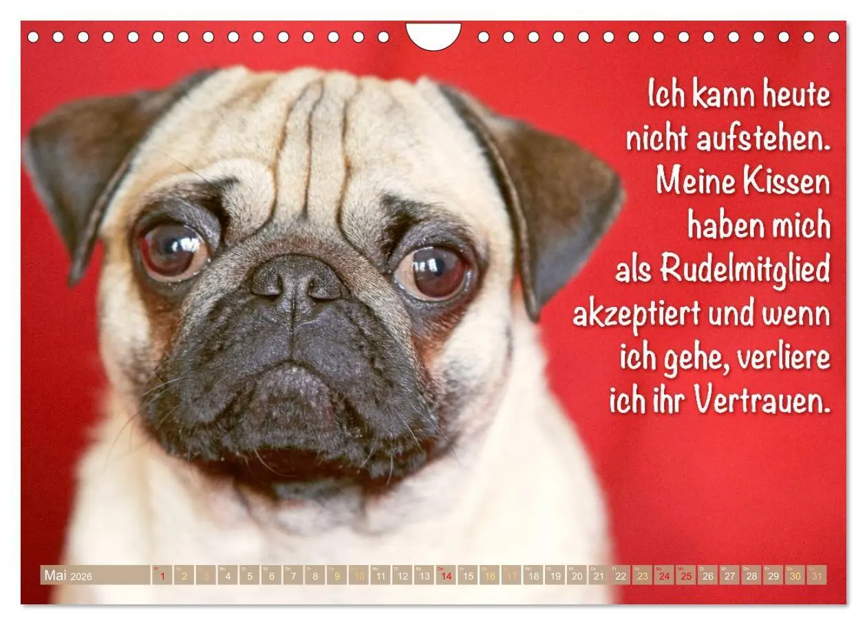 Bild: 9783516604665 | Mopsala: Vom Glück, ein Mops zu sein (Wandkalender 2026 DIN A4...