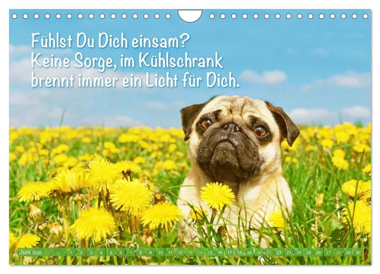 Bild: 9783516604665 | Mopsala: Vom Glück, ein Mops zu sein (Wandkalender 2026 DIN A4...
