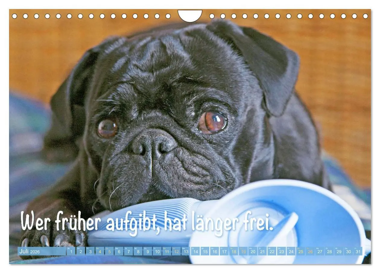 Bild: 9783516604665 | Mopsala: Vom Glück, ein Mops zu sein (Wandkalender 2026 DIN A4...