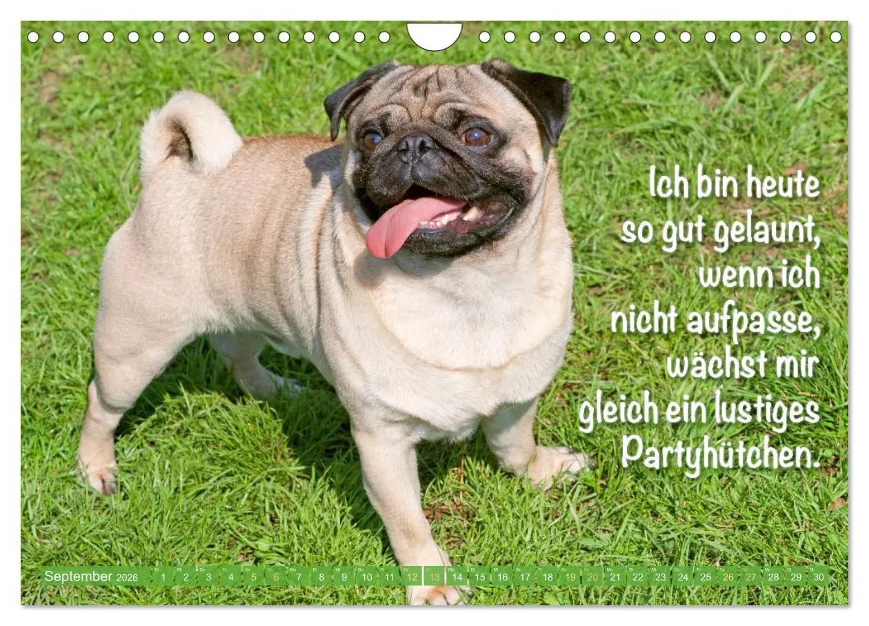 Bild: 9783516604665 | Mopsala: Vom Glück, ein Mops zu sein (Wandkalender 2026 DIN A4...