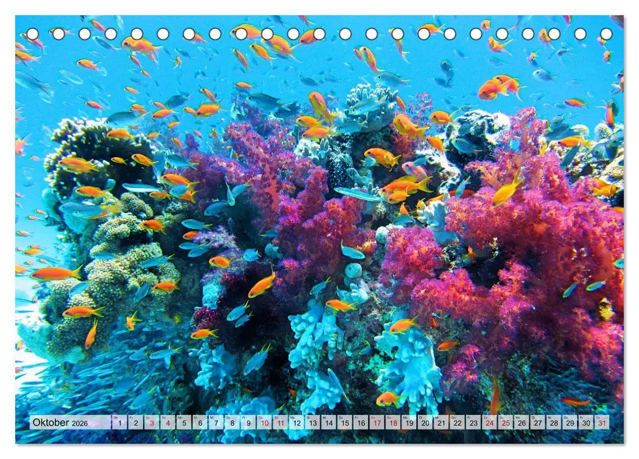 Bild: 9783457594865 | Abenteuer Riff - bunte Unterwasserwelt (Tischkalender 2026 DIN A5...