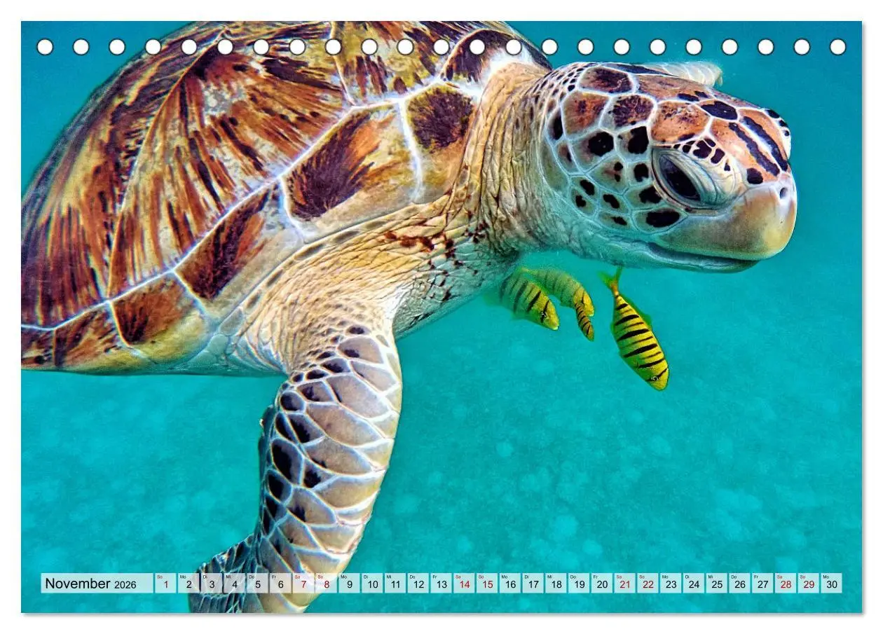 Bild: 9783457594865 | Abenteuer Riff - bunte Unterwasserwelt (Tischkalender 2026 DIN A5...