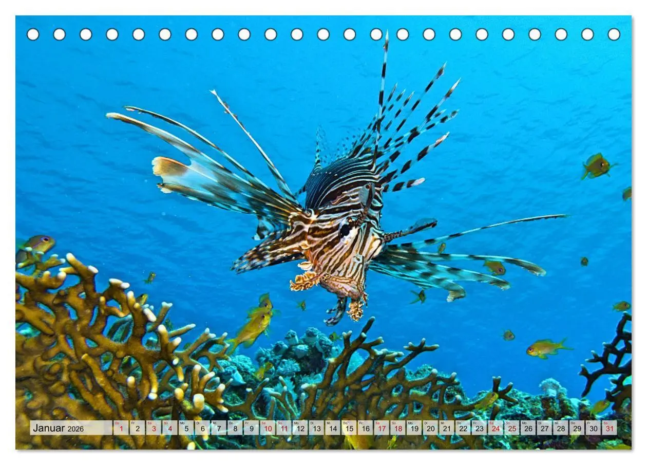 Bild: 9783457594865 | Abenteuer Riff - bunte Unterwasserwelt (Tischkalender 2026 DIN A5...