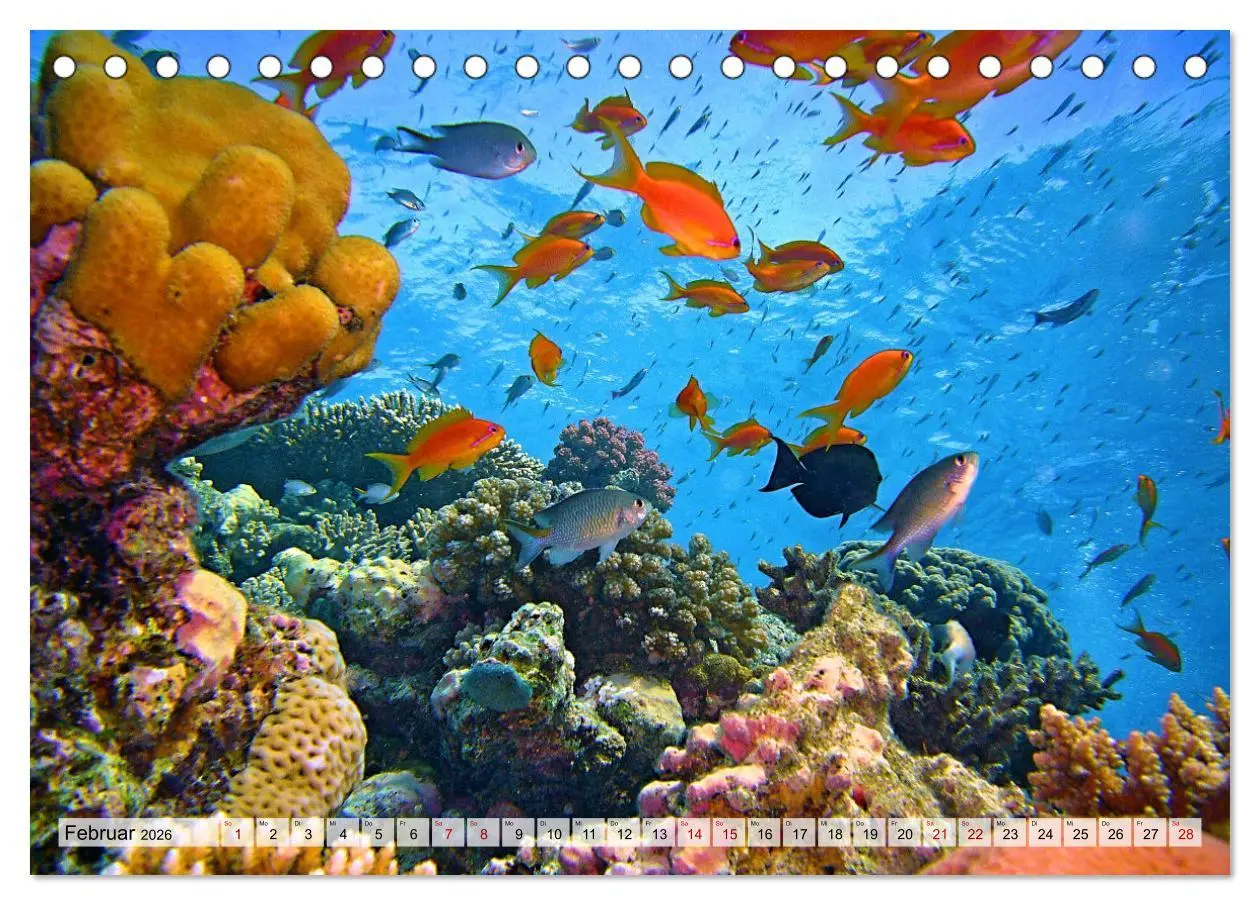 Bild: 9783457594865 | Abenteuer Riff - bunte Unterwasserwelt (Tischkalender 2026 DIN A5...
