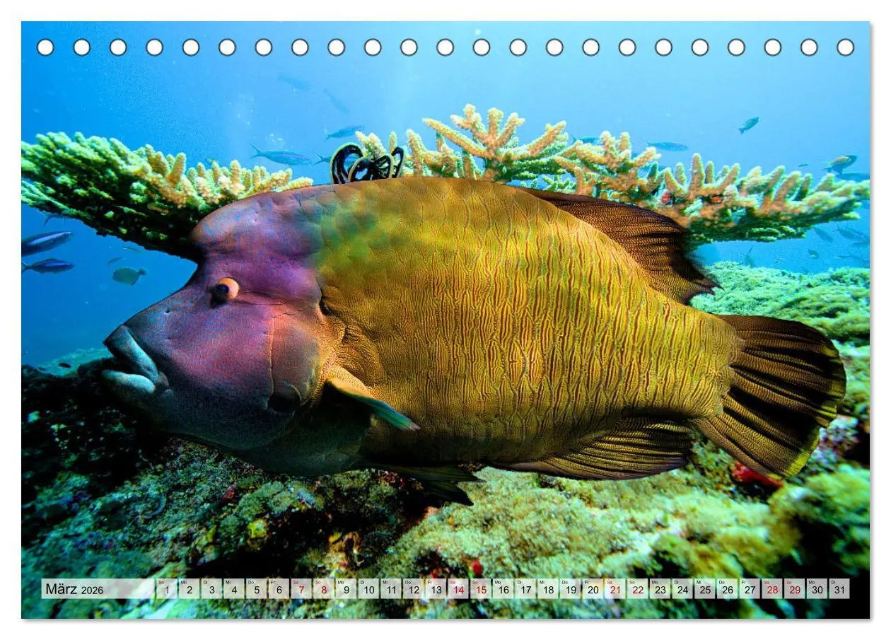 Bild: 9783457594865 | Abenteuer Riff - bunte Unterwasserwelt (Tischkalender 2026 DIN A5...