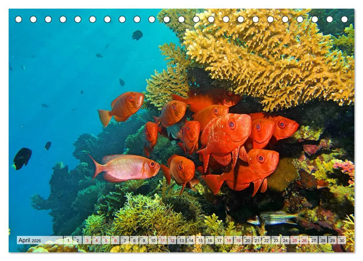 Bild: 9783457594865 | Abenteuer Riff - bunte Unterwasserwelt (Tischkalender 2026 DIN A5...