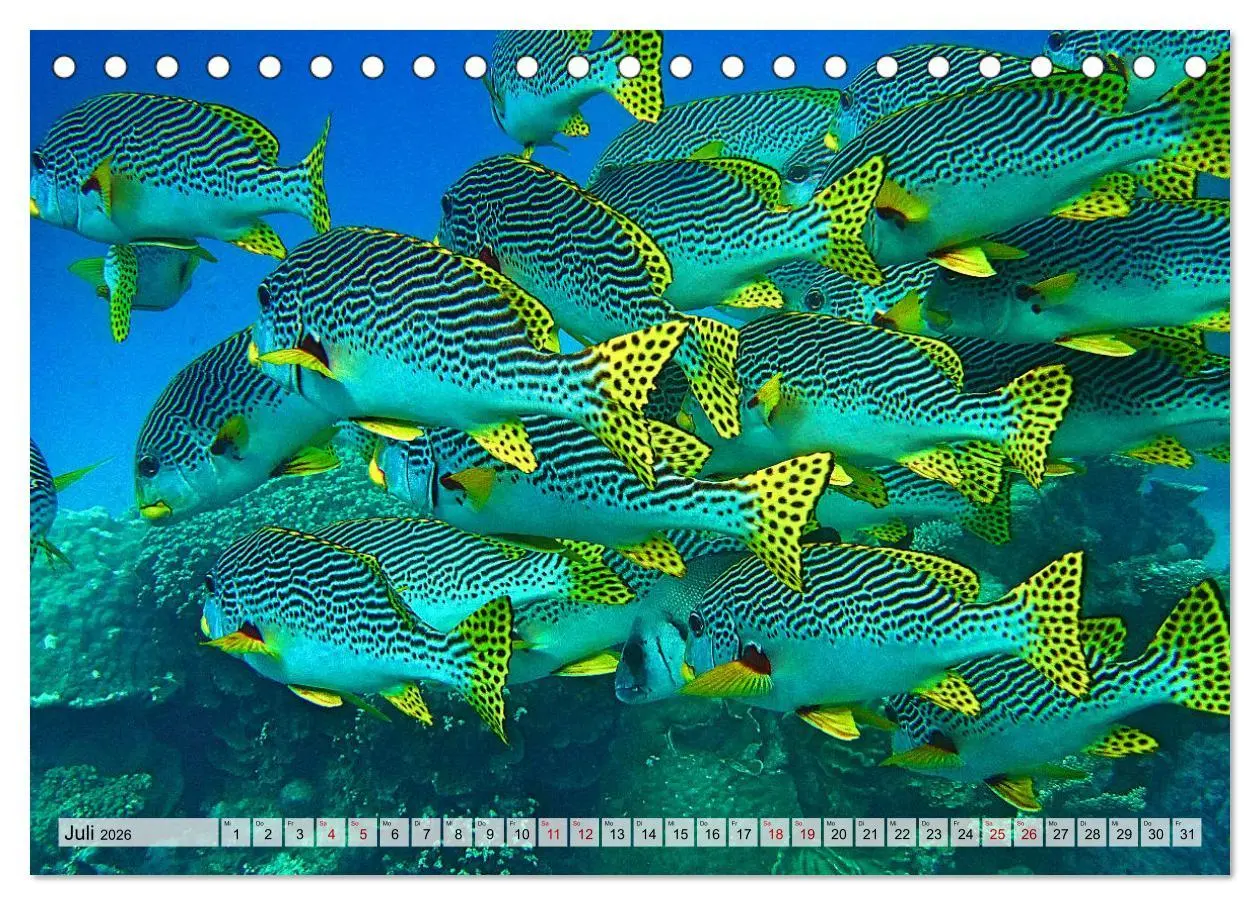 Bild: 9783457594865 | Abenteuer Riff - bunte Unterwasserwelt (Tischkalender 2026 DIN A5...