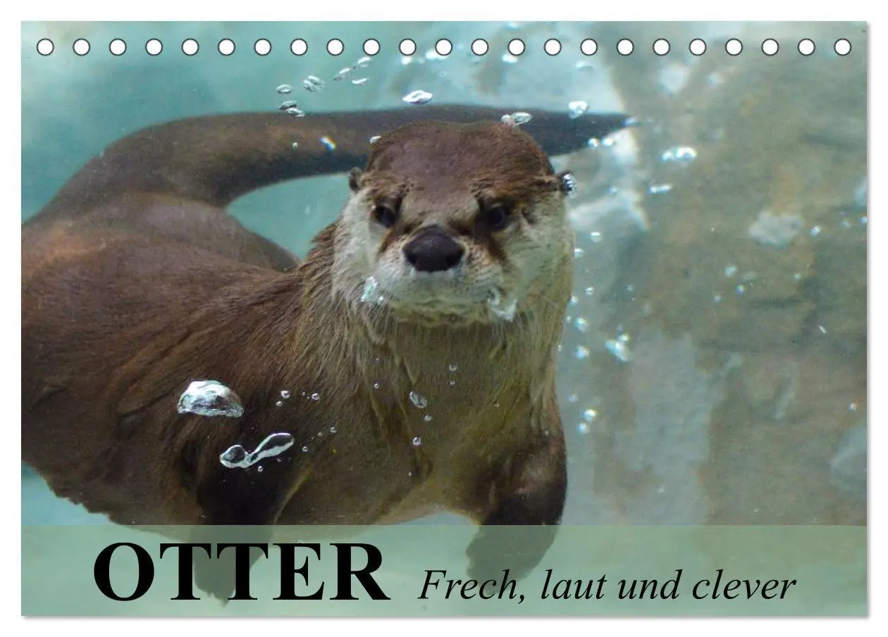 Cover: 9783516054965 | Otter. Frech, laut und clever (Tischkalender 2026 DIN A5 quer),...