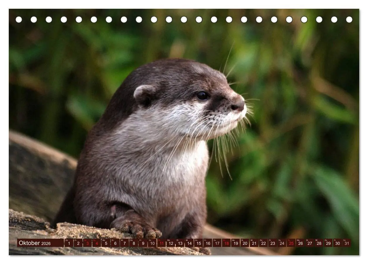 Bild: 9783516054965 | Otter. Frech, laut und clever (Tischkalender 2026 DIN A5 quer),...
