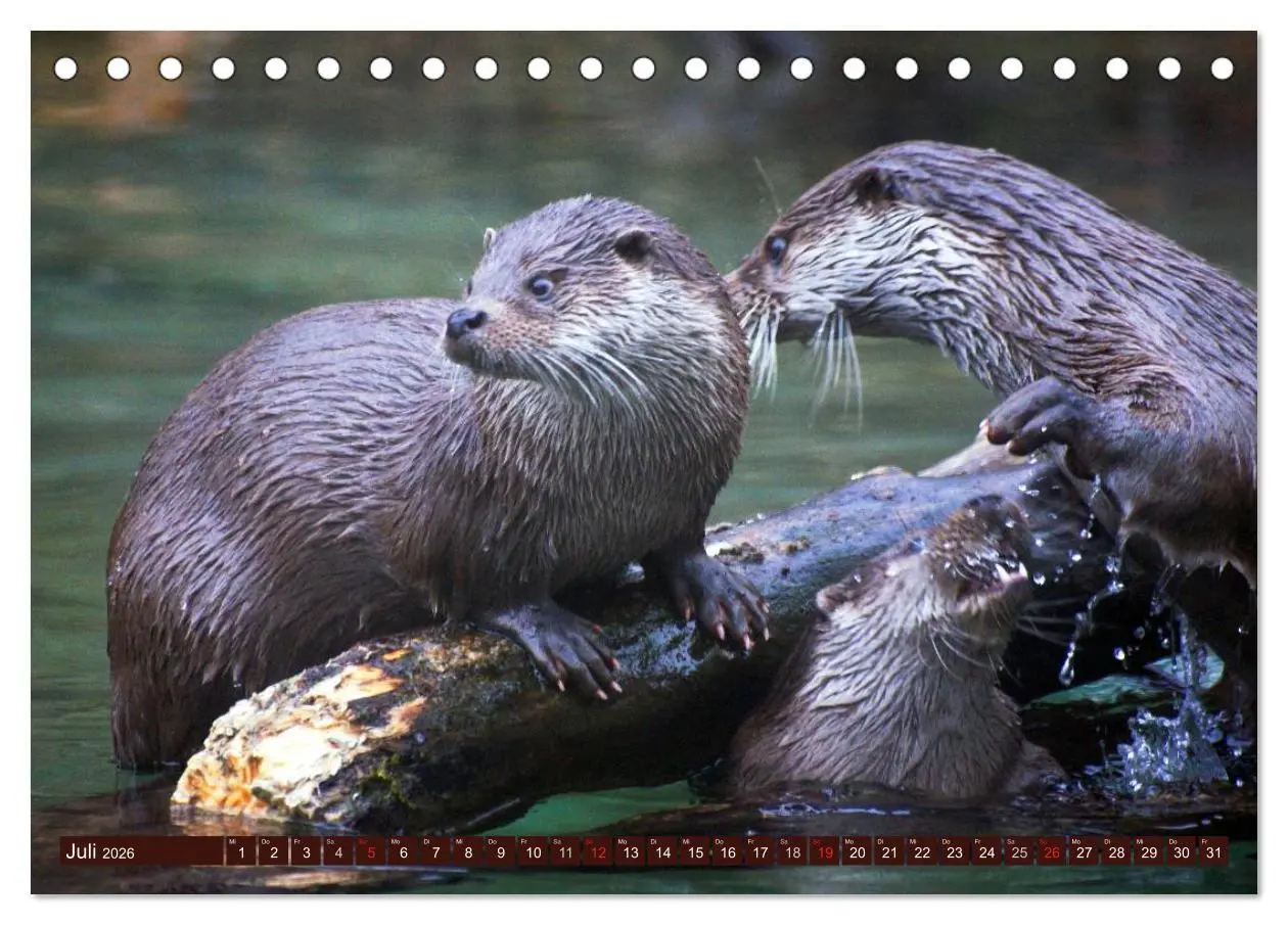Bild: 9783516054965 | Otter. Frech, laut und clever (Tischkalender 2026 DIN A5 quer),...