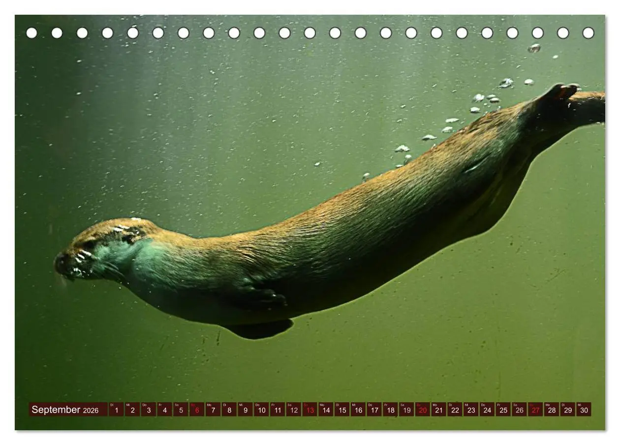 Bild: 9783516054965 | Otter. Frech, laut und clever (Tischkalender 2026 DIN A5 quer),...