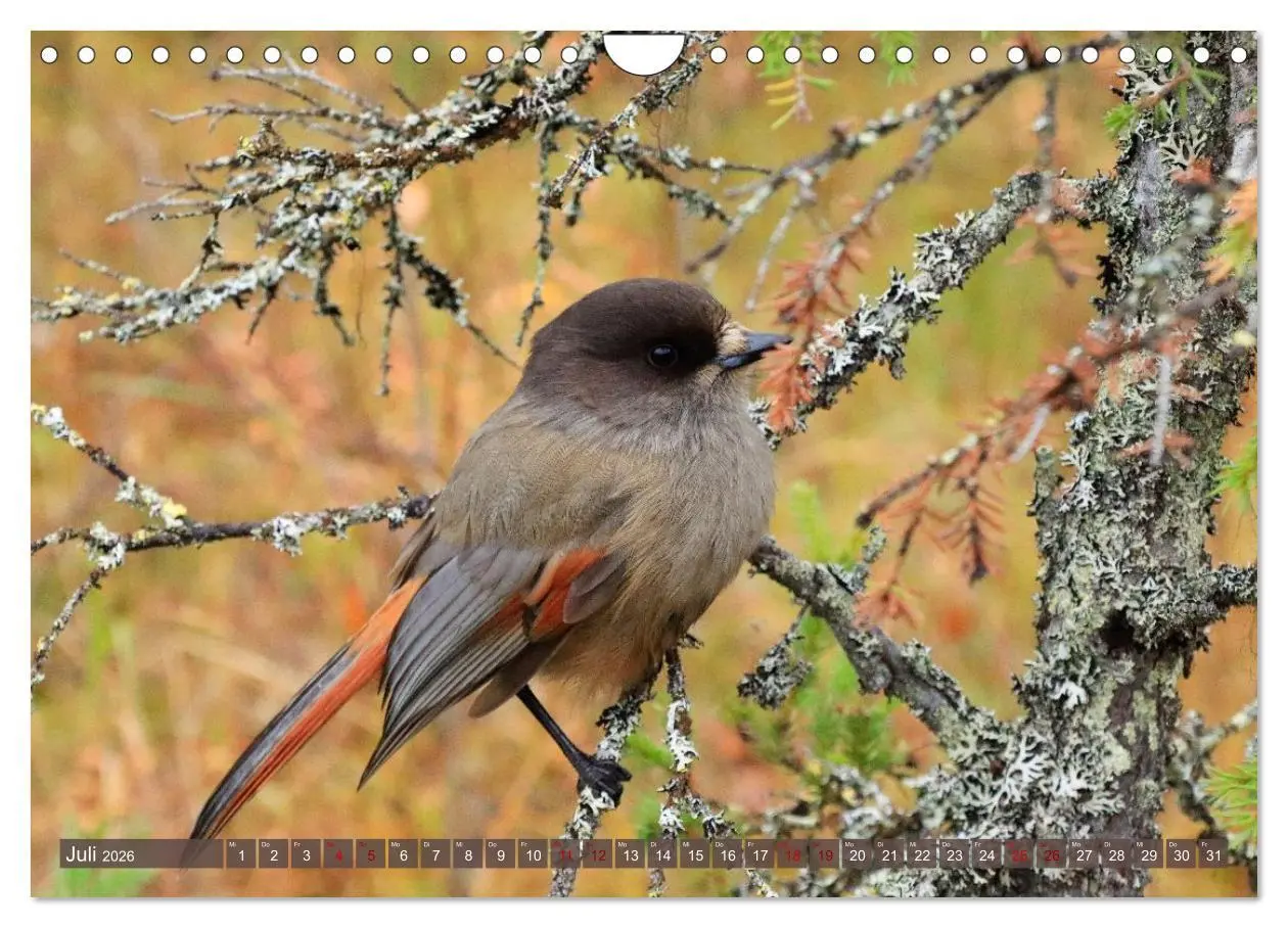 Bild: 9783516235265 | Finnisch Lappland (Wandkalender 2026 DIN A4 quer), CALVENDO...