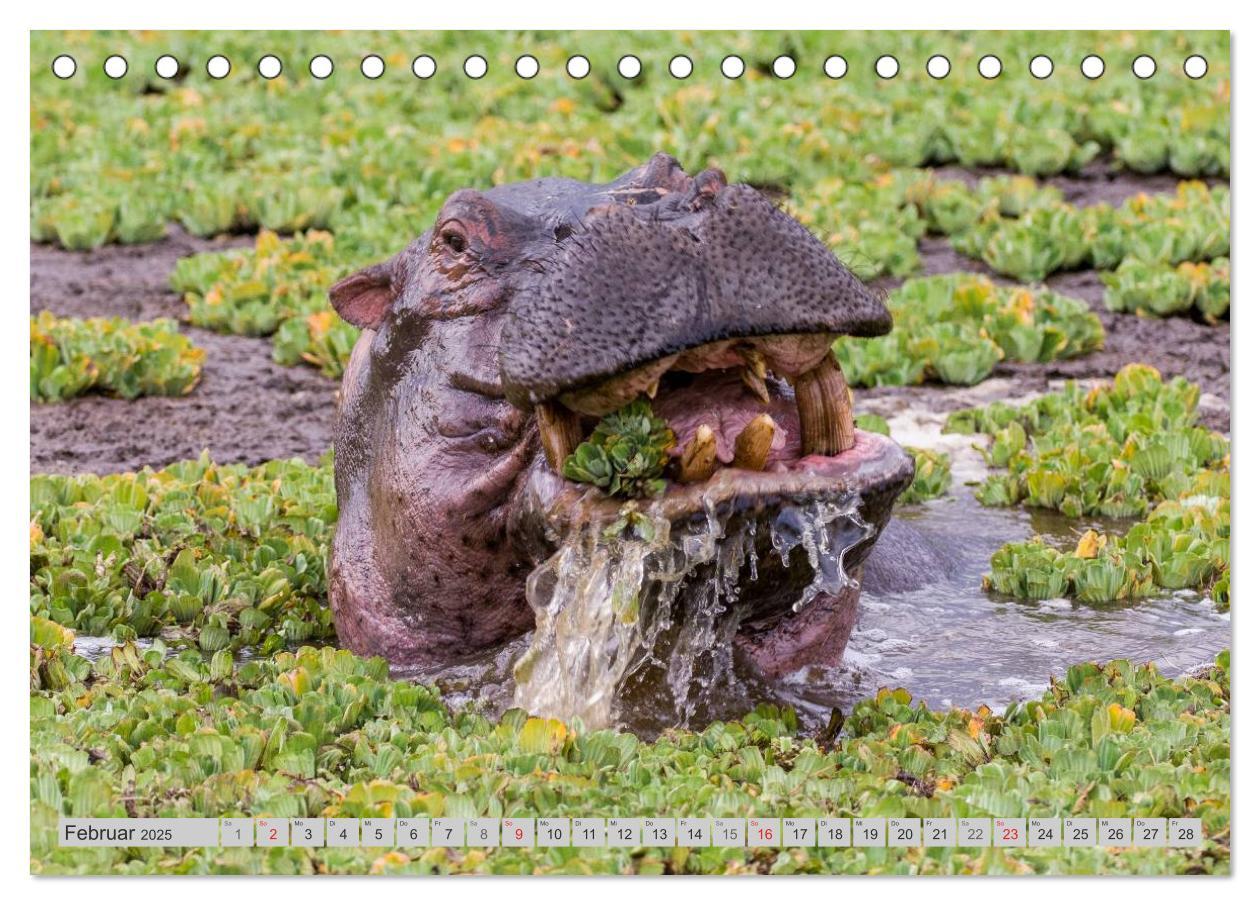 Bild: 9783435735365 | Emotionale Momente. Happy Hippo / CH-Version (Tischkalender 2025...