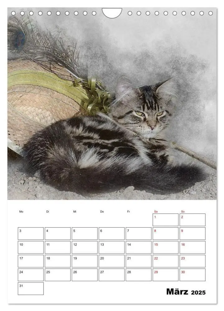 Bild: 9783435975365 | Maine Coon Katzen (Wandkalender 2025 DIN A4 hoch), CALVENDO...