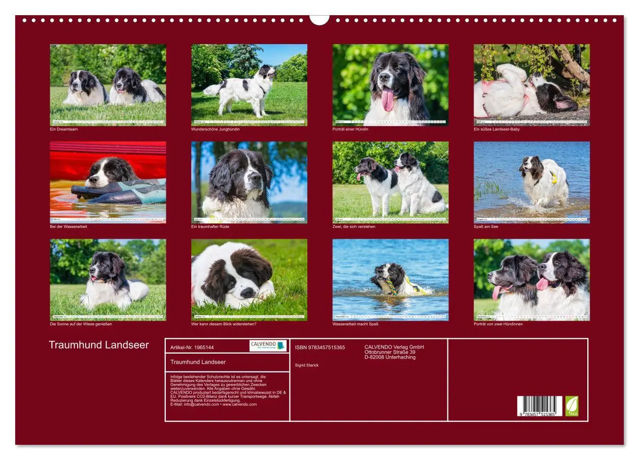 Bild: 9783457515365 | Traumhund Landseer (Wandkalender 2026 DIN A2 quer), CALVENDO...