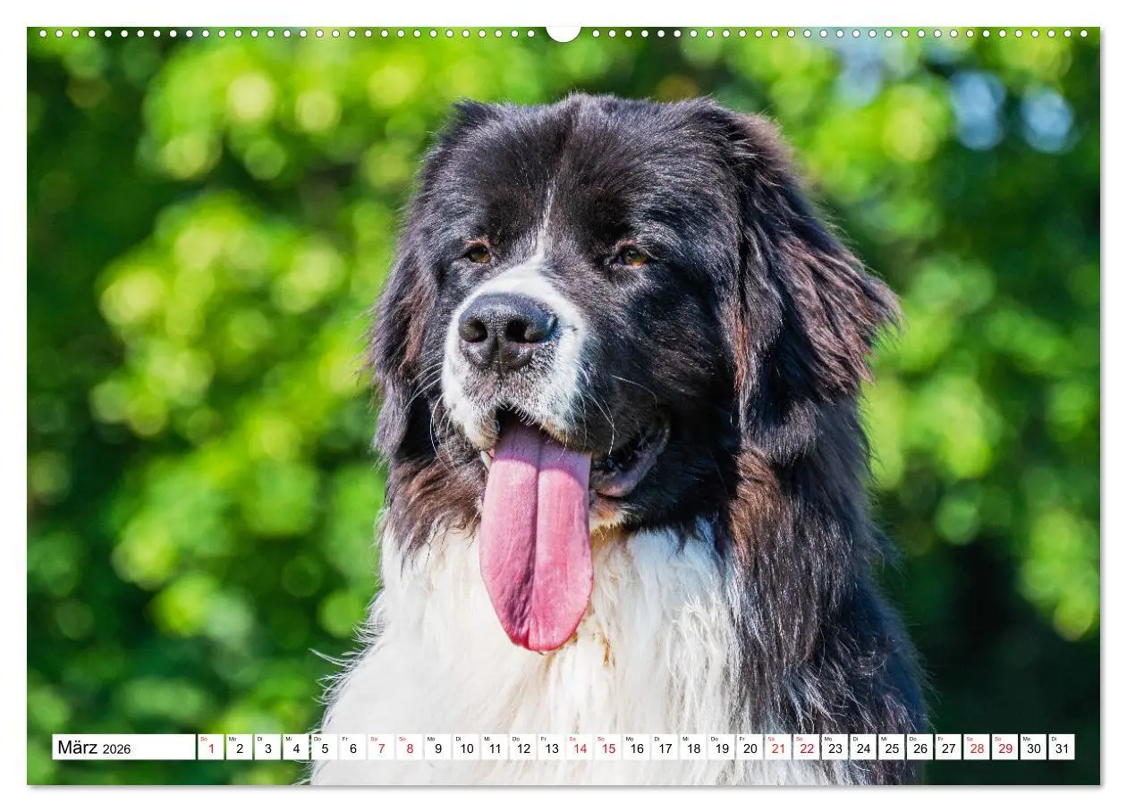 Bild: 9783457515365 | Traumhund Landseer (Wandkalender 2026 DIN A2 quer), CALVENDO...