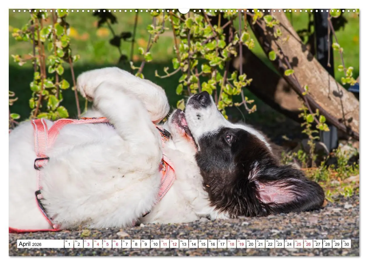 Bild: 9783457515365 | Traumhund Landseer (Wandkalender 2026 DIN A2 quer), CALVENDO...