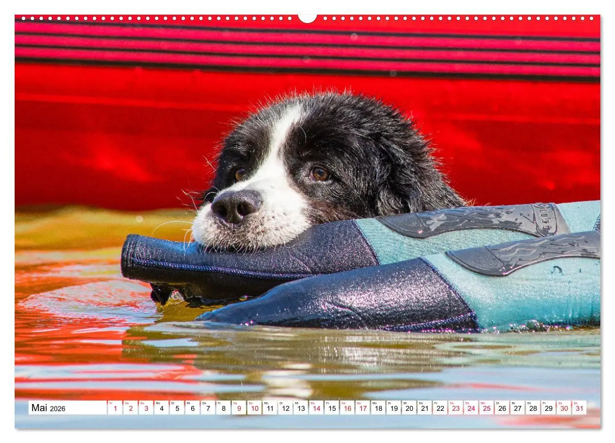 Bild: 9783457515365 | Traumhund Landseer (Wandkalender 2026 DIN A2 quer), CALVENDO...